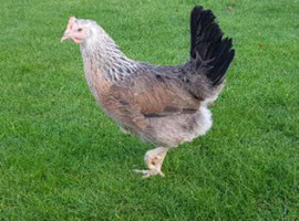 Silver Duckwing