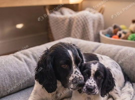 Cocker spaniel