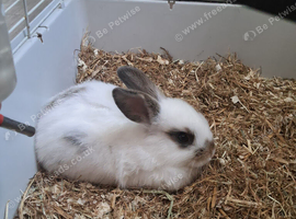 X 2 bunys
