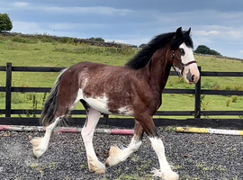 "Clydesdale " Bay Roan Gelding Cob/Heavy Horse