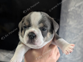 French bulldog x Maltchi (Maltese x Chihuahua)
