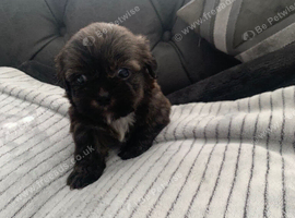 Shitzue puppies