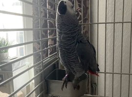 African gray