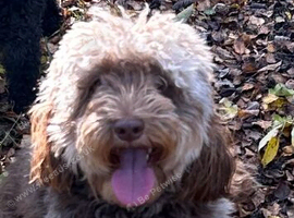 3yrs old cockapoo