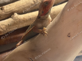7 week old hypo