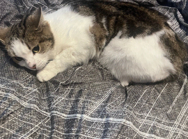 Gorgeous Female mix breed Tabby