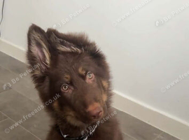 chocolate german shepherd