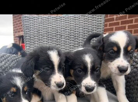 Border collie pups