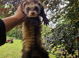 Polecat ferret