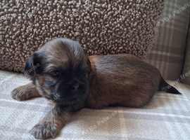 Shihtzu puppies