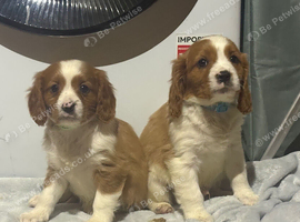 Cavalier King Charles puppy