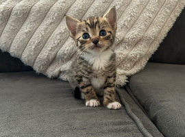 Beautiful kittens ready too go too amazing homes