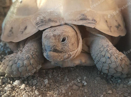 Female horsefield tortoise