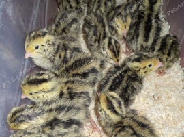 1 day old falb quails