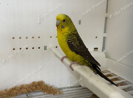 Black wing split black face budgies available