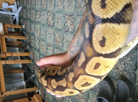 Royal python