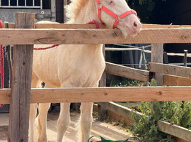 Heavy weight filly