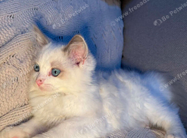 My last ragdoll boy