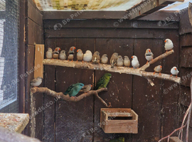 This years Zebra finches