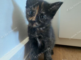 Kittens:Rehome needed (ALLERGIES)