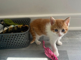 Kittens mixed ginger, tortoiseshell, black & white, 8 weeks, boys & Girls ready now