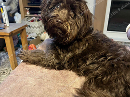 Minature Cross poodle