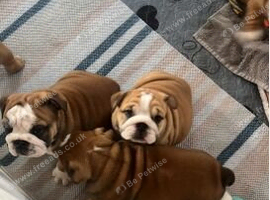 English Bulldog Puppies &ndash; 3 Males & 1 Female