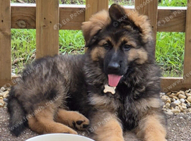 10wk old german shepherd pup