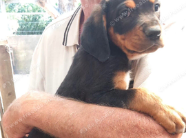 Boxer X Rottweiler
