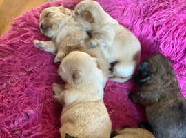 Shihz Zhu x pups