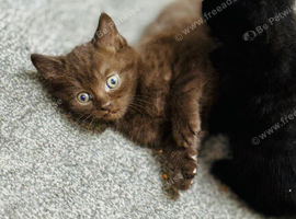Cinnamon-colored Siamese