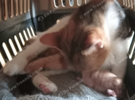 Kittens
