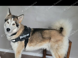 Beautiful siberian husky boy