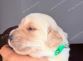 Golden retriever puppies