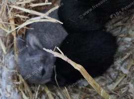 Netherland dwarf baby bunnies