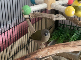 Gouldian finch