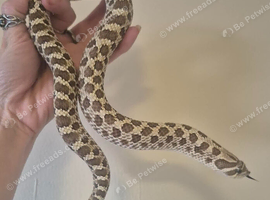 100% het sable hognose female