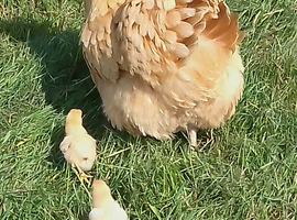 Chicks buff Orpington