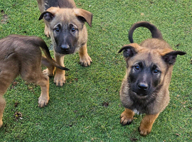 Malinois x gsd