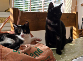 1 boy & 1 girl kitten free to good home