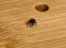 Baby soroa jumping spiders
