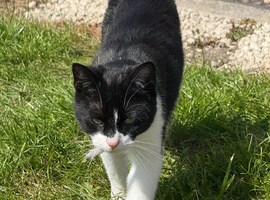 Black and white female cat