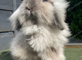 Beautiful Tort Lion Lop Boy