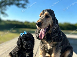 Beautiful cockerjack puppies