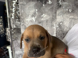 Cane corso x lab puppies