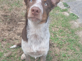 Border Collie