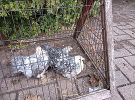 A Lovely trio of Cuckoo Pekin bantam 3 months old
