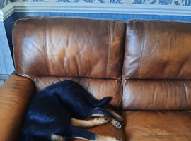 German shepherd's puppy male