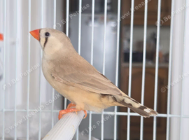 This year mixed males and 1 female Zebra finches