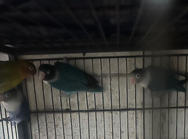 7x love birds